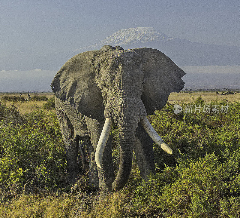 非洲丛林象或非洲草原象(Loxodonta africana)是两种非洲象中较大的一种。它和非洲森林象通常被归为单一物种，简称为非洲象